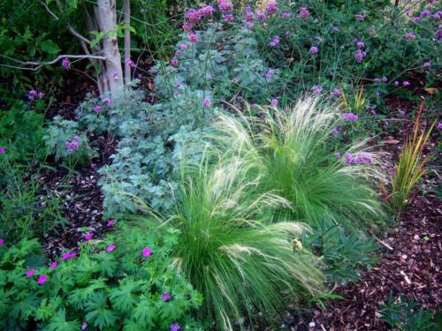 Stipa tenuissima